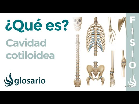 Video: ¿Dónde está la articulación cotiloidea?