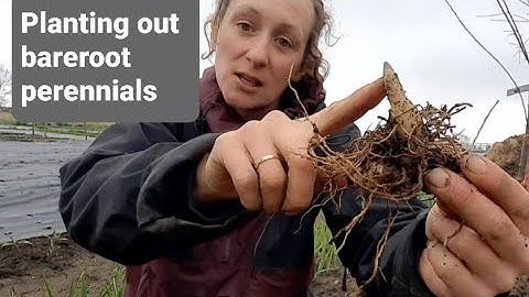 Planting out bareroot Perennials