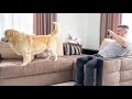 Golden Retriever and His Mom Playing Hide and Seek