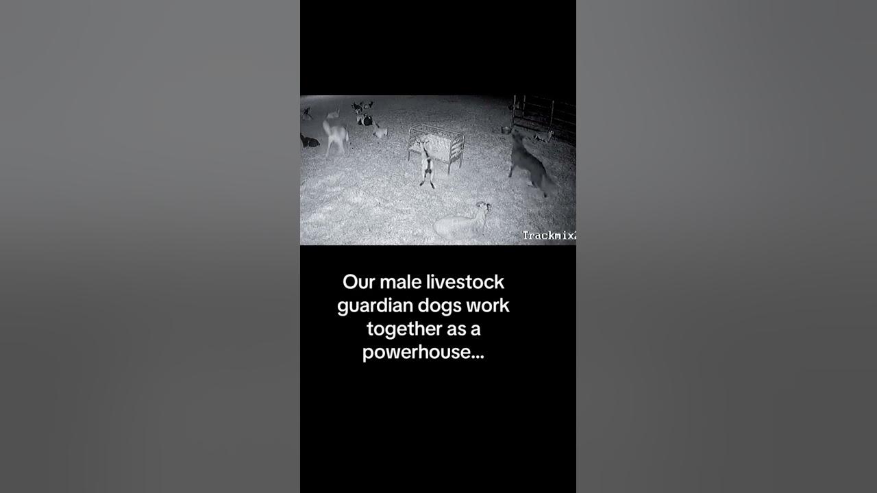 New camera angle captures where our livestock guardian dogs Bo & Judge