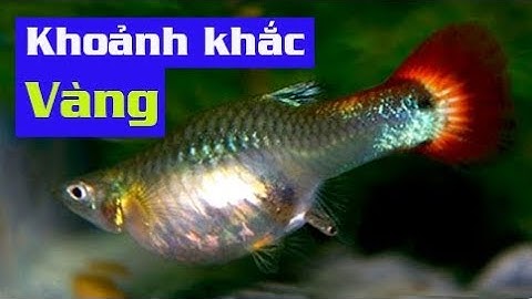 Cận cảnh Cá 7 Màu đẻ, mẹo nhỏ để không bị ăn con | Túc Thịnh