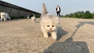 Brave mother cat leads four kittens on morning exercise! Little Changmao ran at the front! !