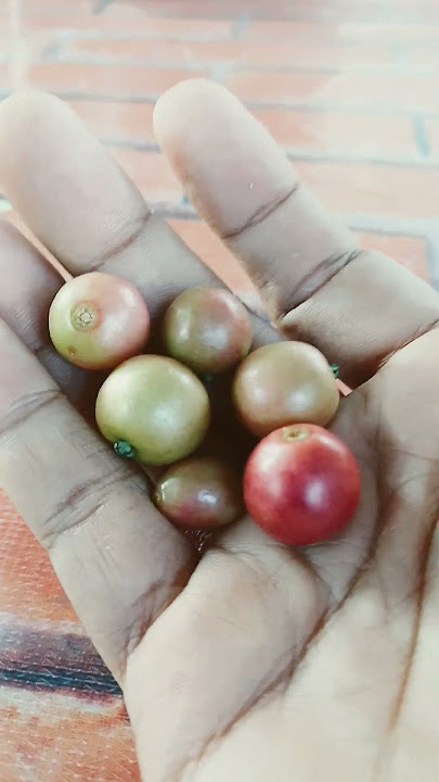 Did you ever have cravings for cherry fruit when you were in elementary school?