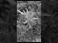예언자의 비가 #music #song #kpop 쇼츠 #플레이리스트 #playlist #shorts #shortvideo #shortsfeed