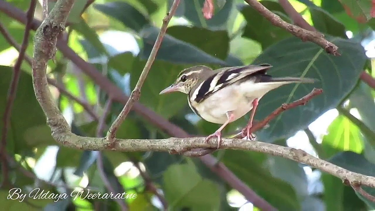 Sri Lanka scaly thrush 