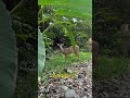 Życie w Kostaryce #ameryka #zwierzęta #przyroda #natura #las #dżungla #relaks #wolność #podróże