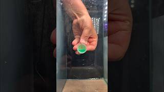 Eclosione Artemia salina ¿Crecerán? 🐠 #peces #pez #acuario #pezbetta #experimento #fish #bettafish