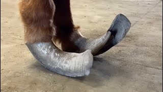 NEGLECTED pony gets needed HOOF TRIM