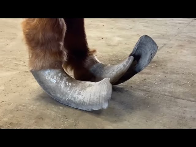 NEGLECTED pony gets needed HOOF TRIM