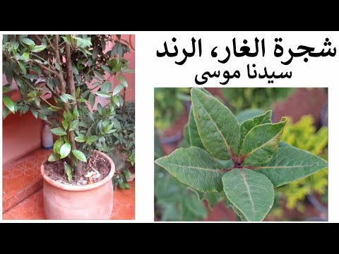 زراعة شجرة الغار في وعاء هل يمكن الرند لاورا ورقة سيدنا موسى كيف نكثرها و نعتني بها
