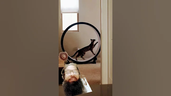 Video 10257091: african serval savannah cat, f1 savannah cat, domestic cat african serval, cat exercise, domestic cat cross