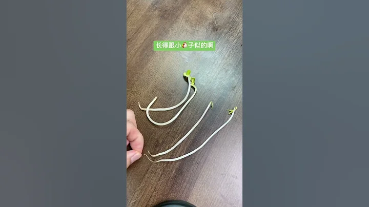 經業內人士提醒，視頻中倆種豆芽一個是黃豆芽，一個是綠豆芽，但都有科技與狠活😅，這樣看來，豆芽還是自己發最好…無根豆芽和有根豆芽你選哪… - 天天要聞