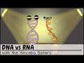 DNA and RNA: The Dynamic Duo of Genetic Information