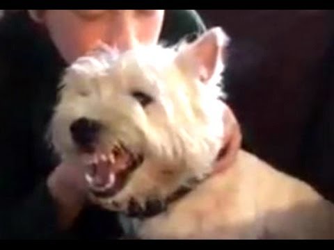 dog growling funny