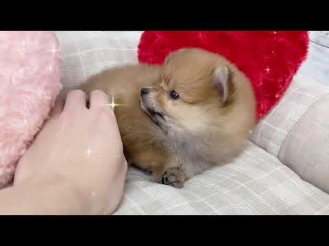 もこもこふわふわポメちゃん ペットショップ 犬の家 吹田店 犬種 ポメラニアン 問い合わせ番号 1377 Youtube