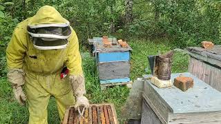 Пчеловодство. Пчелы в августе. Советы по подготовке пчел к зиме после медосбора: сбор гнезда пчёл.
