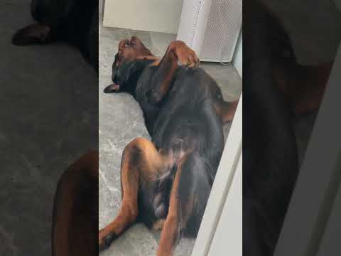 Nakanganga Yannn Shorts Puppy Trending Rottweiler Animals Viral Viralreels Rottweiler