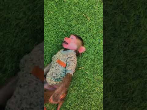 عين قتلت القرد كمون حسبي الله ونعم الوكيل