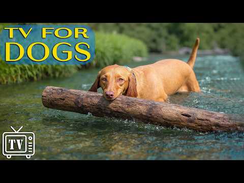 Dog TV: All-Day Anti-Boredom Videos for Dogs to Watch When Home Alone & Relaxing Music for Dogs