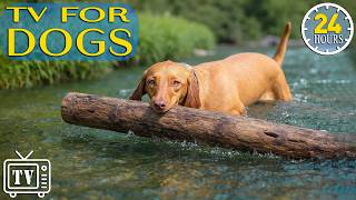 Dog TV: All-Day Anti-Boredom Videos for Dogs to Watch When Home Alone & Relaxing Music for Dogs