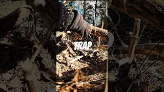 Survival Animal Trap #survival #trap #bushcraft (How To Make a Trap)