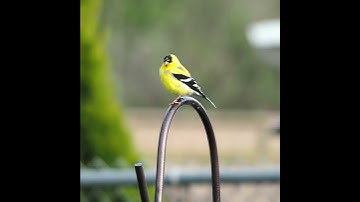 Thumbnail of American Goldfinch Call and Chirp - #shorts