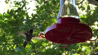 Hummingbird Feeding on Warm Nectar