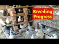 Pigeons breeding progress   high flyers pigeons breeding progress  sartaj pigeons