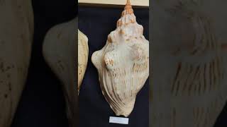 Volutidae-5 Carlos Carvalho shells collection