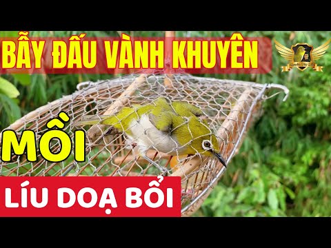 Video Bẫy Khuyên Buổi Chiều Hay Buổi Sáng Dễ Hơn - Ai Ngờ... - youtube