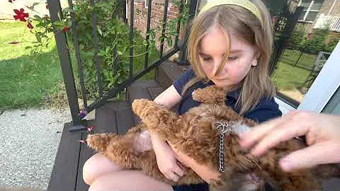 Audrey and our Neighbor's Dog!