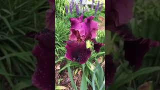 13 different Iris varieties