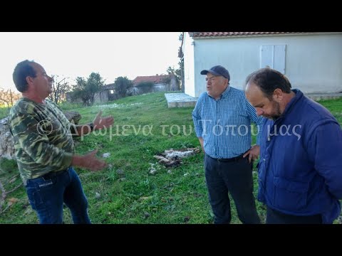 Επίθεση σκύλων σε