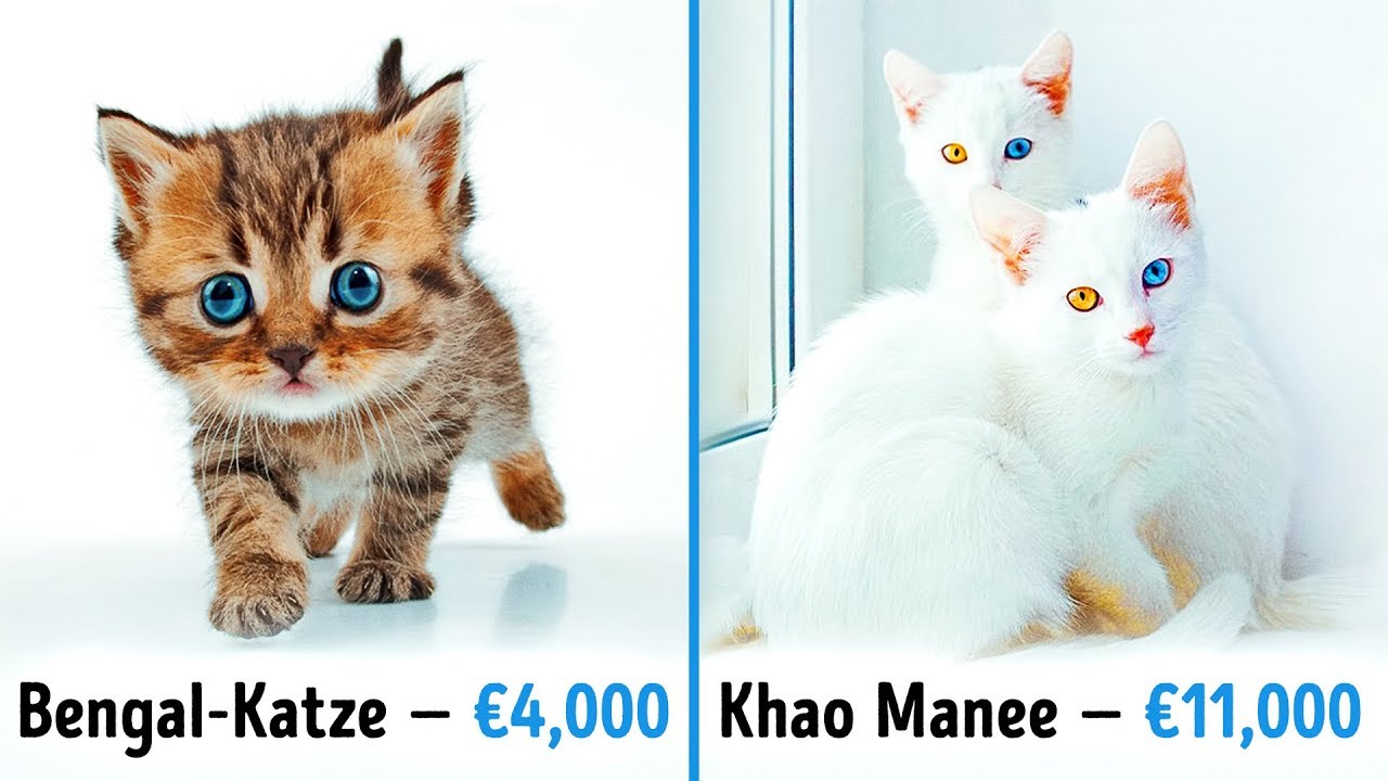 20$ In € 20$ In €