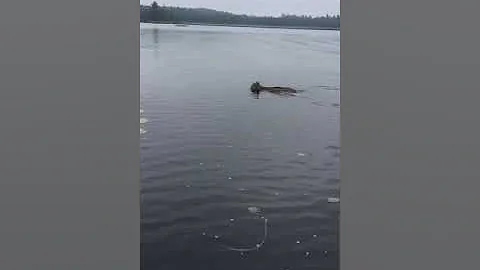 Lynx swimming in Northern Ontario Lake