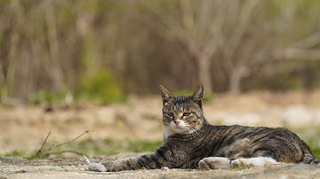 My part in Eternal Blaze (Layout by Gau)