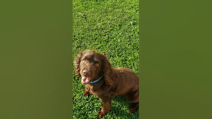 Bruce (Boykin Spaniel) playing fetch with tennis b...