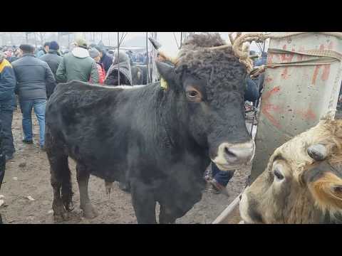 БАЗАРДА ЭҢ ЧОҢ АТ менен ГИГАНТ КОЧКОР🤤 50000 с / БАЗАР БААСЫ 23.11.18 г . Гульча