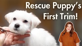 Rescue Puppy's First Trim ASMR & Tips