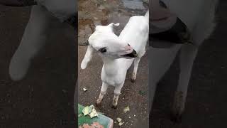 goat #goat #viral #trending #shorts