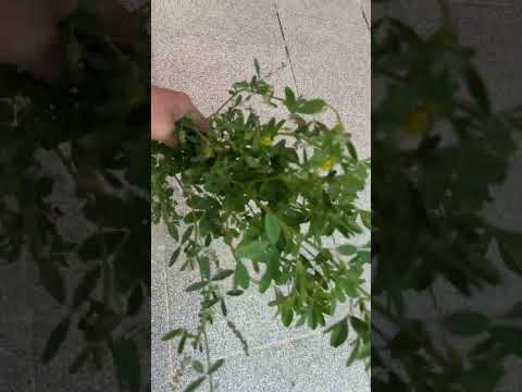 شجره البرسيم