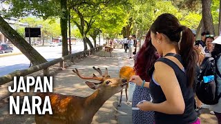 Nara (奈良市) Japan & Nara Deer Park (奈良公園) - Walking Tour 2023