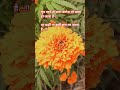 ghughat ki aandh dilbar ka dildar adhura rahta hai 🥰🥰🎻💞💞🥰🥰