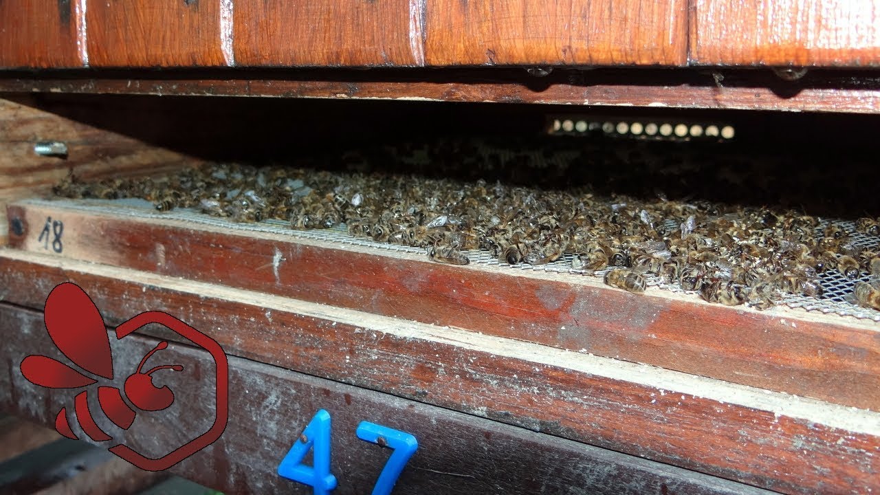 Pasieka Początkującego Pszczelarza - #85 Zimowa kontrola osypu - styczeń 2018