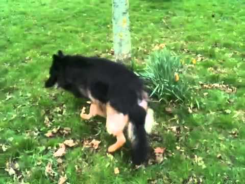 dog back legs weak suddenly dog back legs weak suddenly