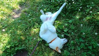 バラ園に遊びに来たらミミズがいたのか体に匂い付けを始めてしまった柴犬