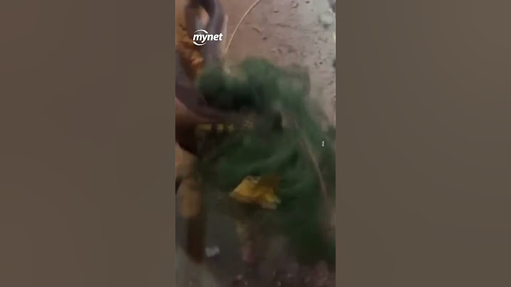 Fileye dolanan bir buçuk metrelik yılanı kurtaran itfaiyeci, yılana su içirdi #shorts