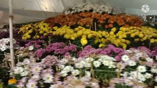 Flower exhibition 2021 in Royal Orchard Multan| beautiful flowers