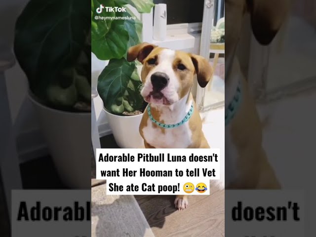 Adorable Pitbull Luna doesn't want Her Hooman to tell Vet She ate Cat poop! 🤭😂 | Dog comedy! class=