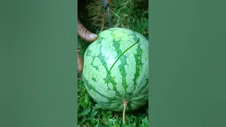 Funny Watermelon Prank 🤣 #shorts #short #viralvideos #viralshort #funny #youtubeshorts #shortsfeed